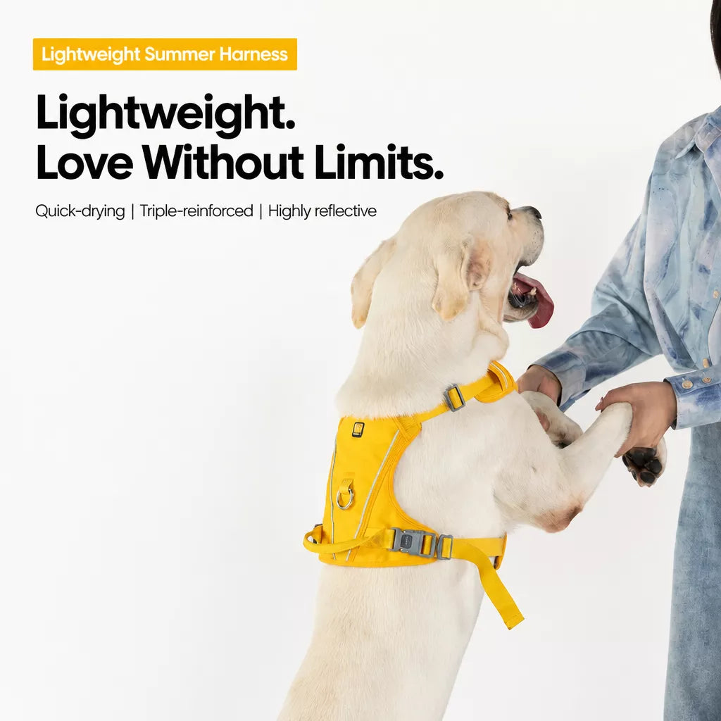Lightweight Nylon Dog Harness and Leash Set