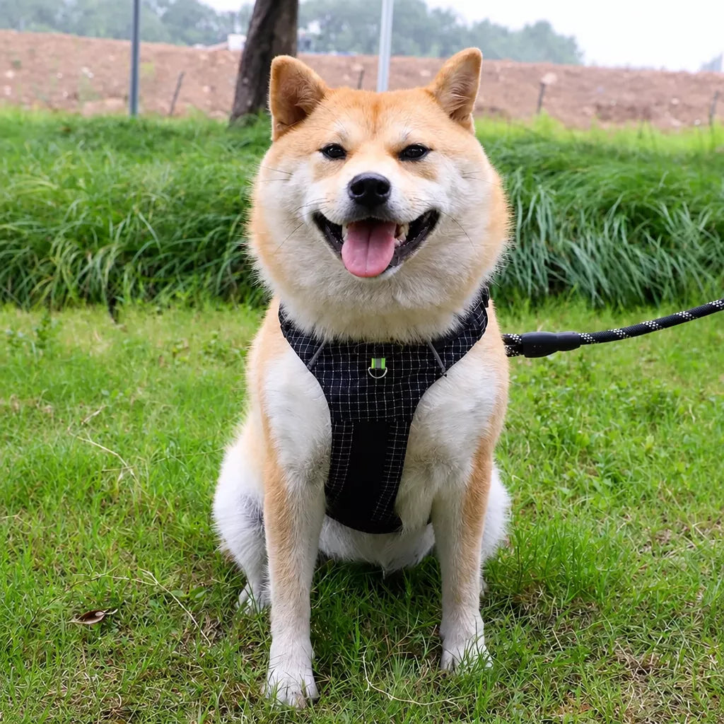 Adjustable Nylon Vest-Style Dog Harness and Leash Set