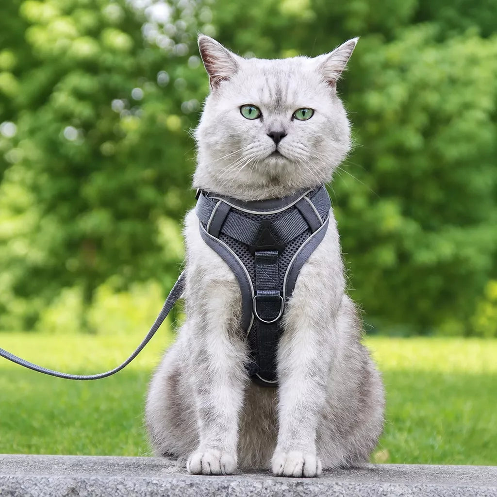 Cat Harness and Leash