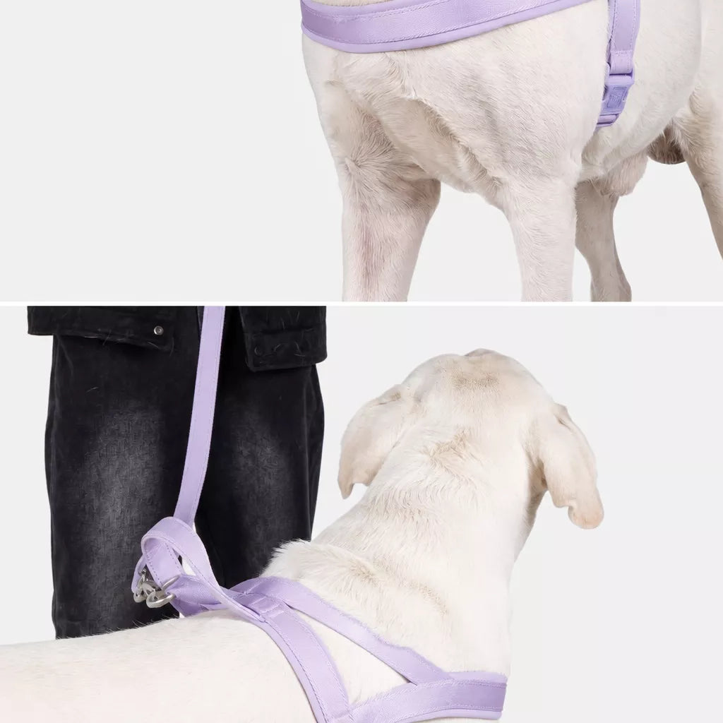Nylon Dog Harness with Collar and Leash Set Options