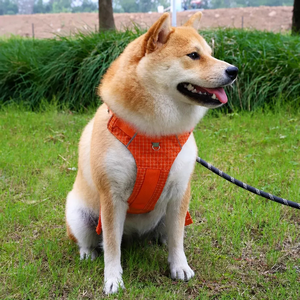 Adjustable Nylon Vest-Style Dog Harness and Leash Set