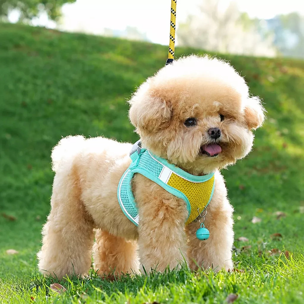 Nylon Vest Harness and Leash for Small Dogs