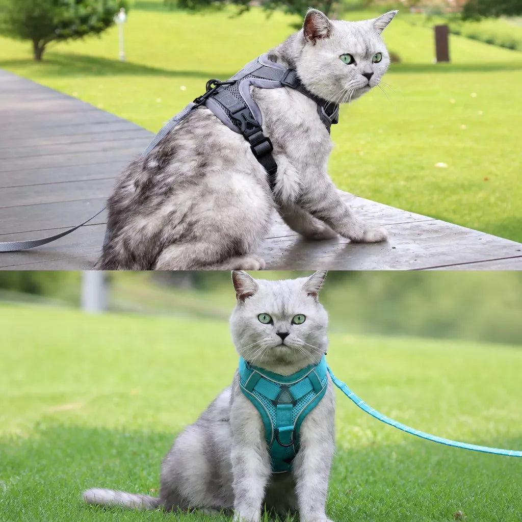 Cat Harness and Leash