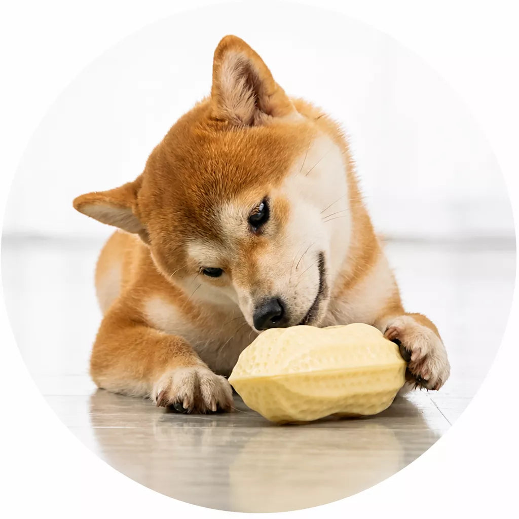 Peanut-Shaped Squeaky Dog Toy