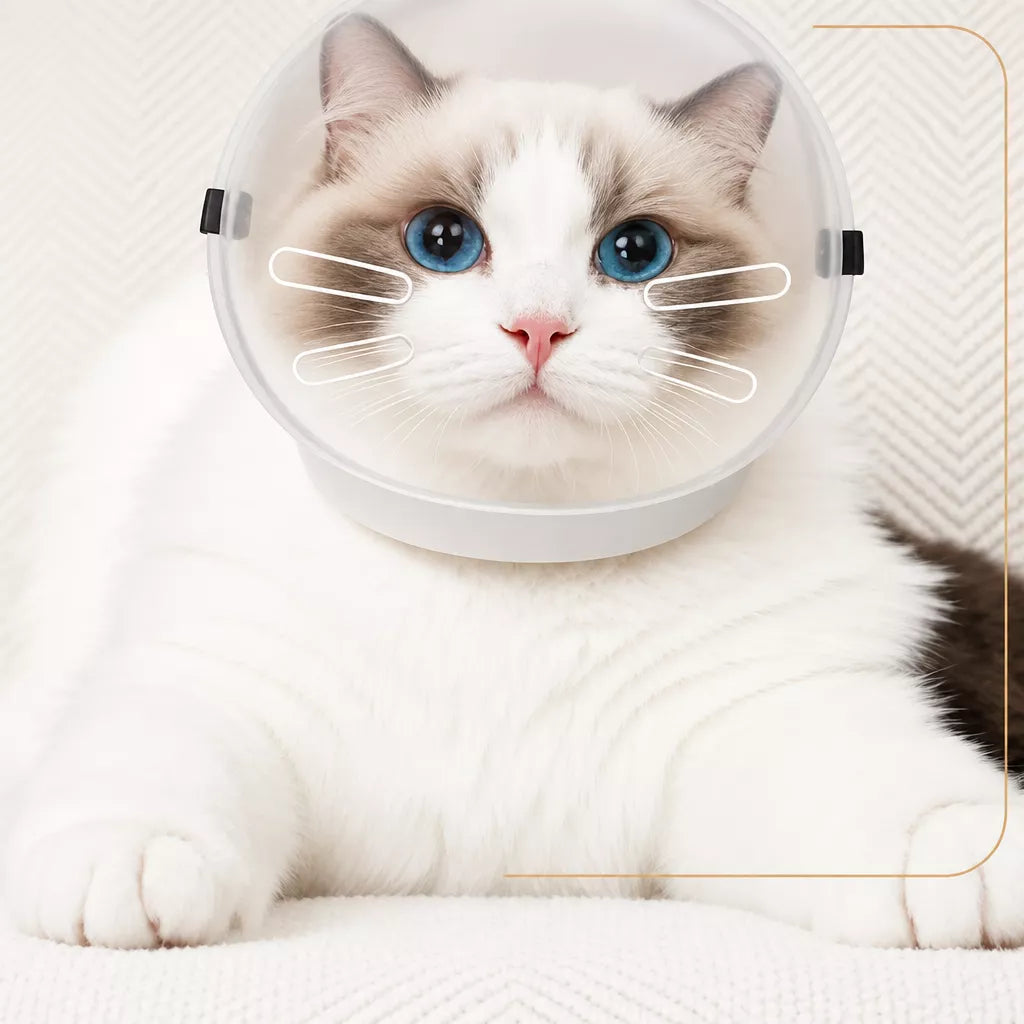 Clear Plastic Cat Elizabethan Collar