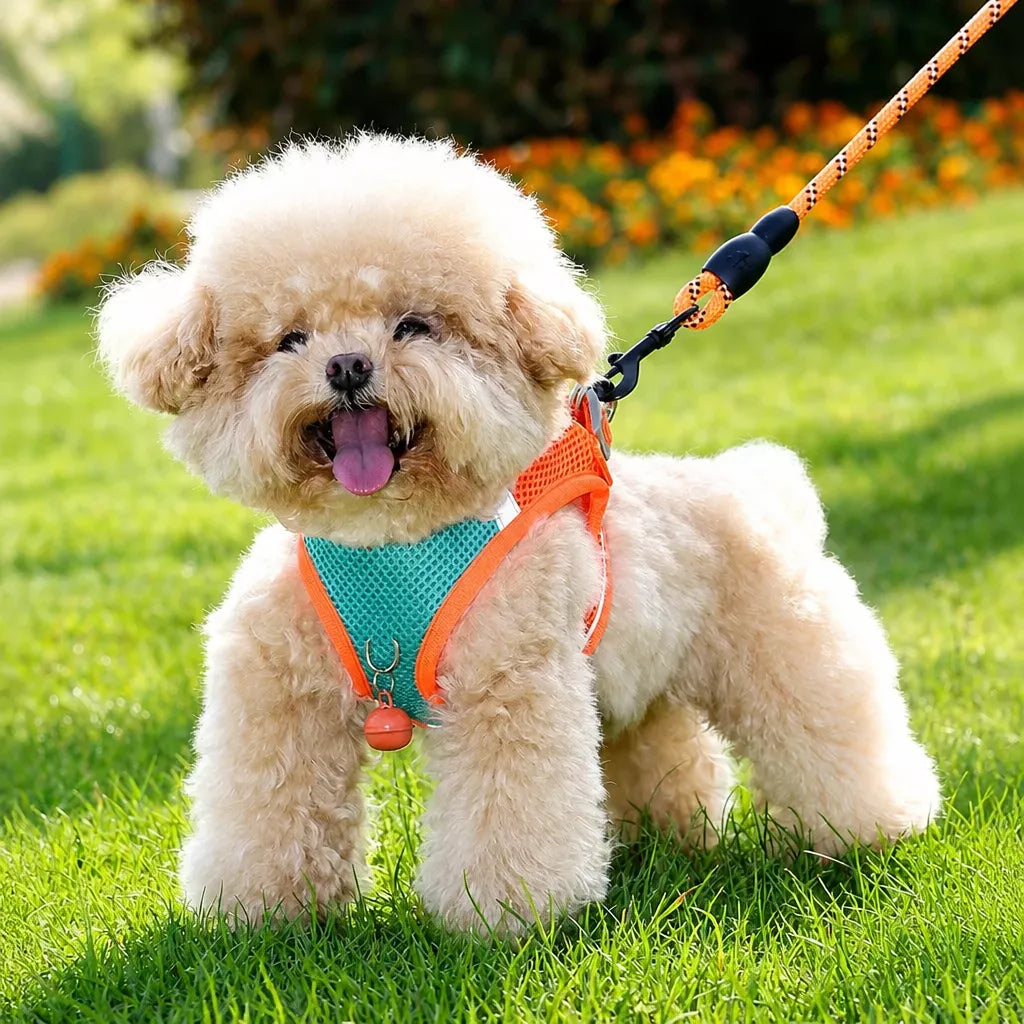Nylon Vest Harness and Leash for Small Dogs