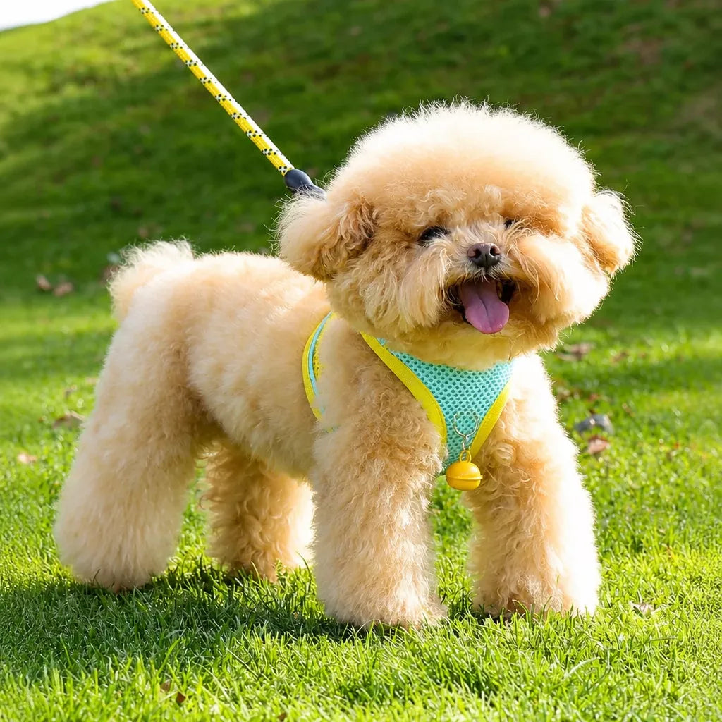 Nylon Vest Harness and Leash for Small Dogs