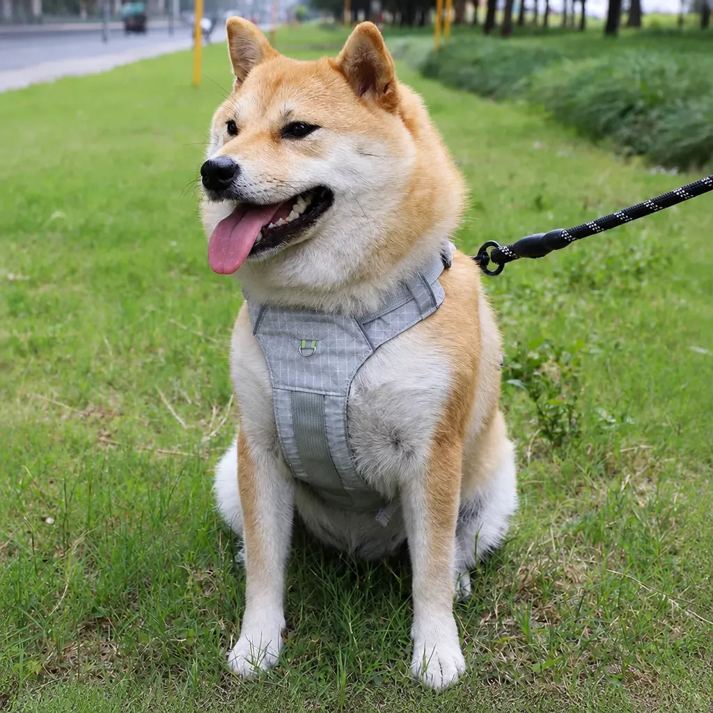 Adjustable Nylon Vest-Style Dog Harness and Leash Set