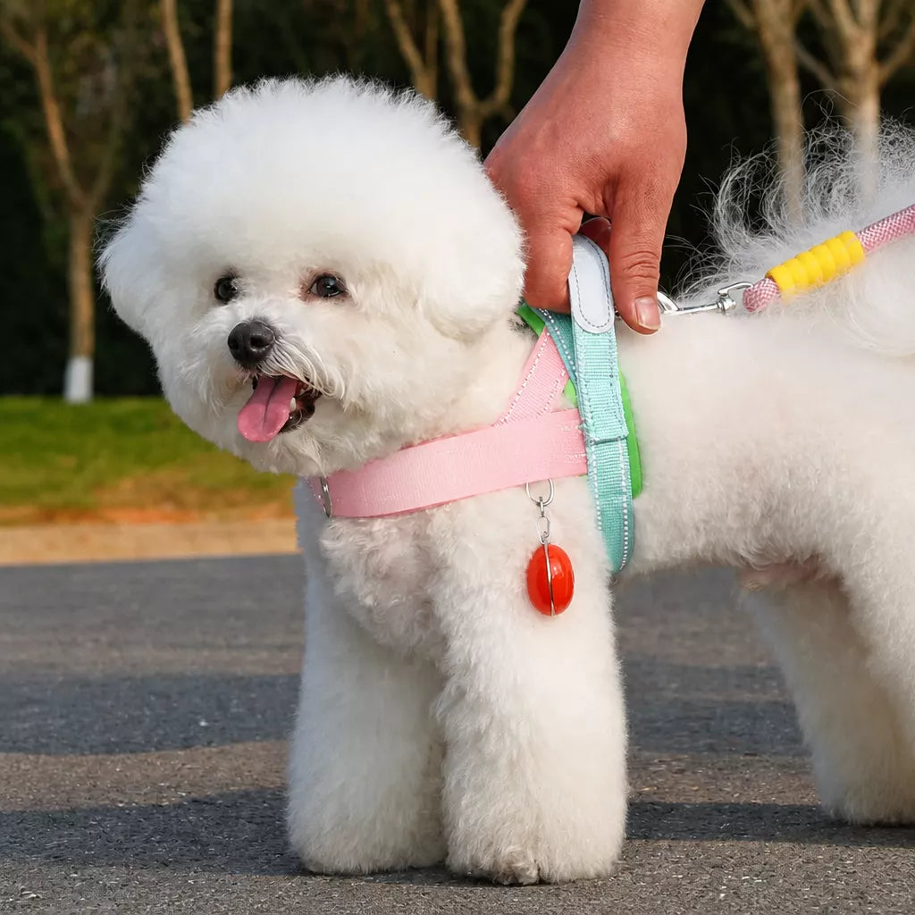 Nylon Round Dog Leash for Small to Medium Dogs