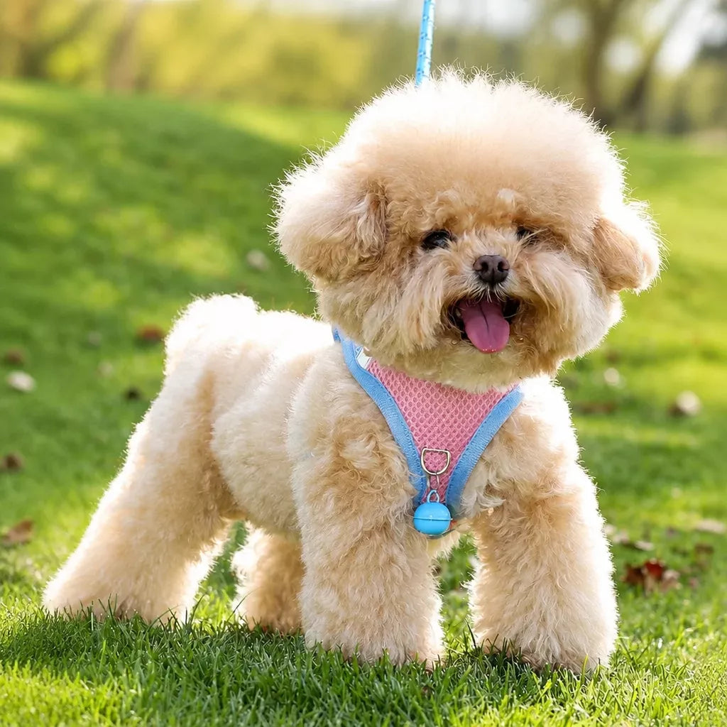 Nylon Vest Harness and Leash for Small Dogs