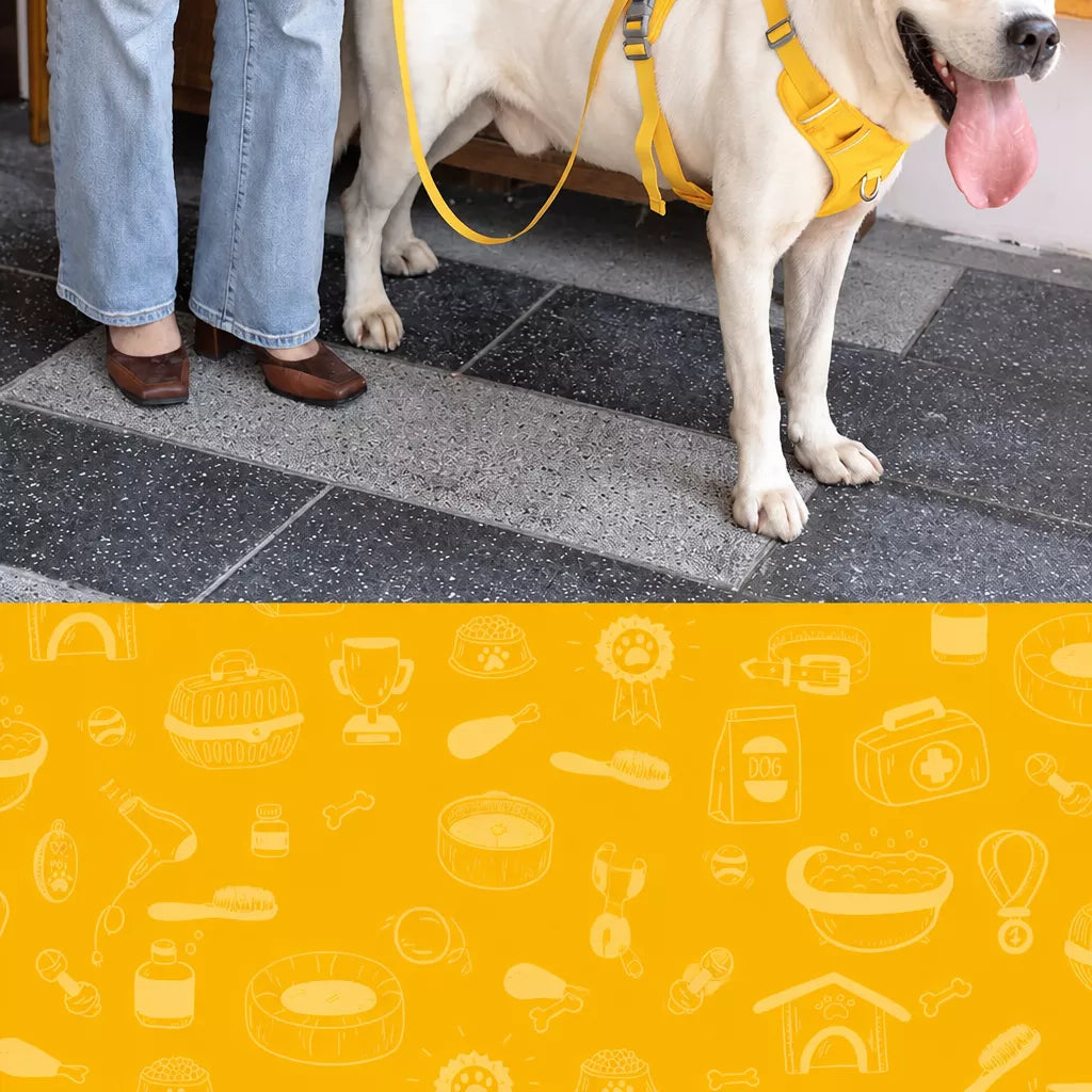 Lightweight Nylon Dog Harness and Leash Set