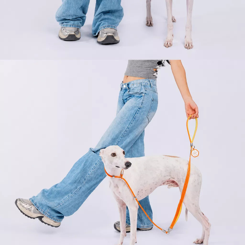 Integrated Slip Lead Dog Leash with Close-Control Handle