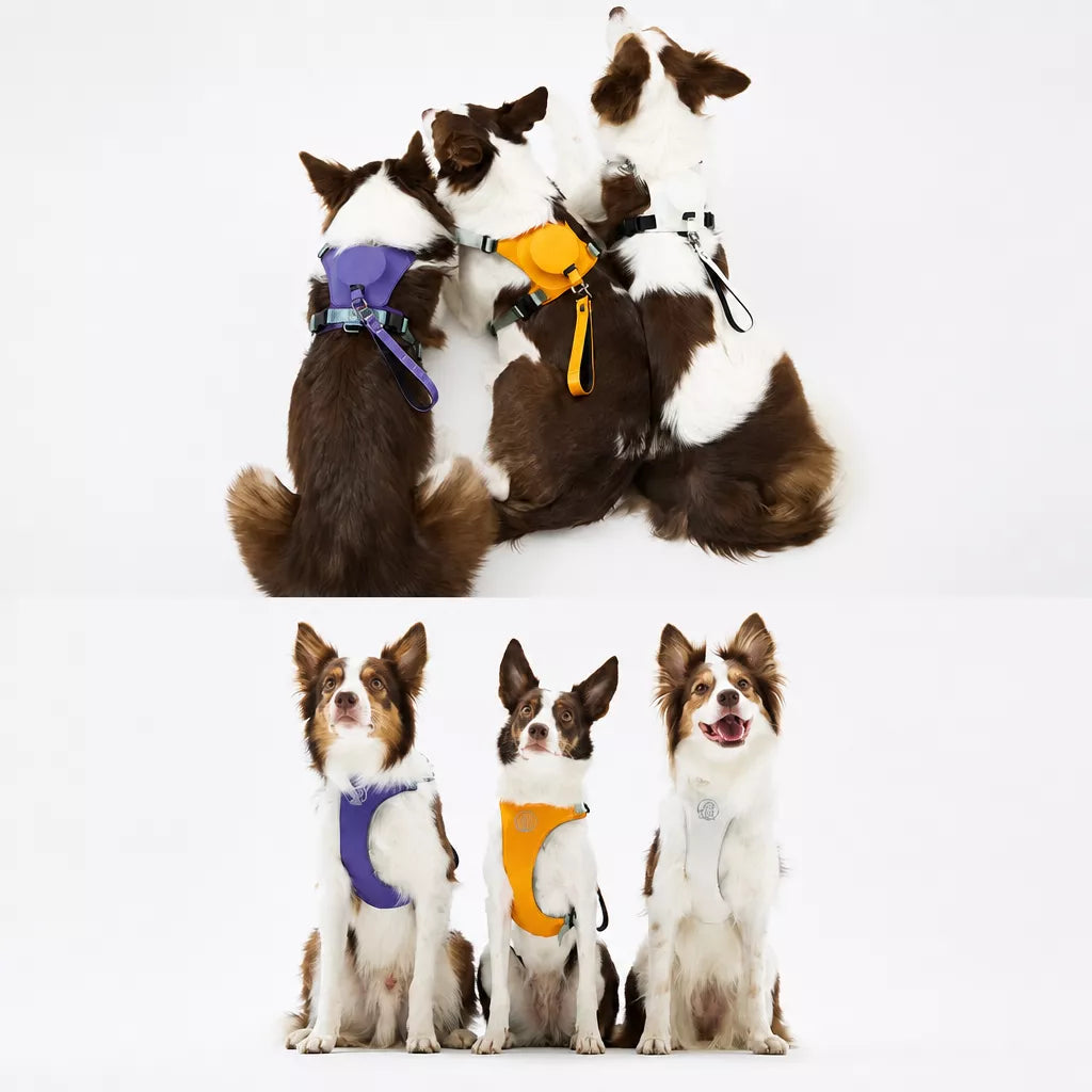 Nylon Dog Harness and Leash Set