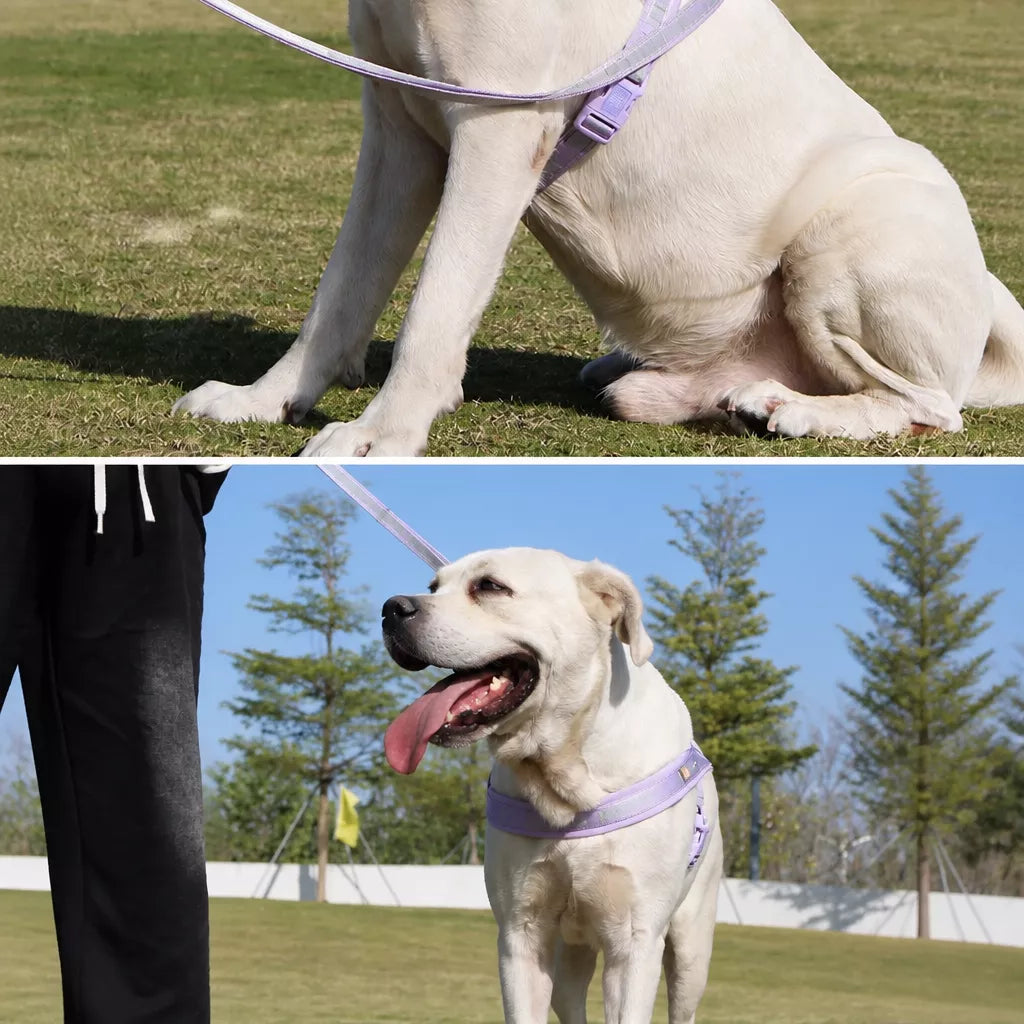 Nylon Dog Harness with Collar and Leash Set Options