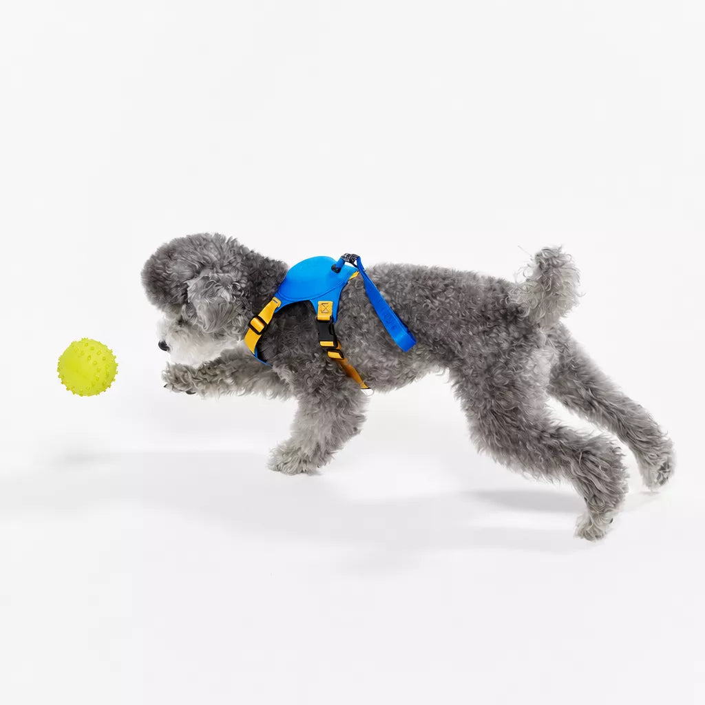 Nylon Dog Harness and Leash Set