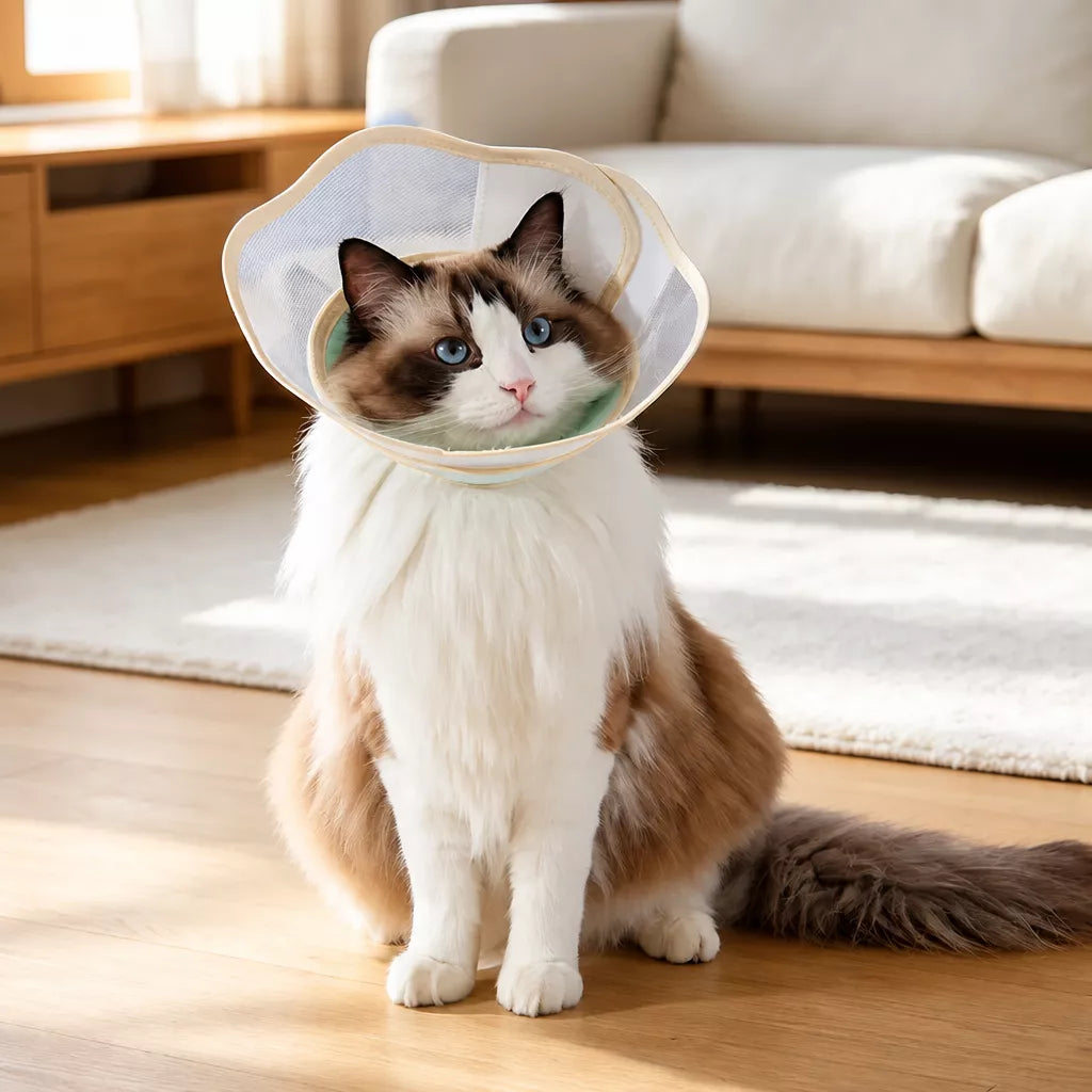 Plastic Recovery Cone for Dogs