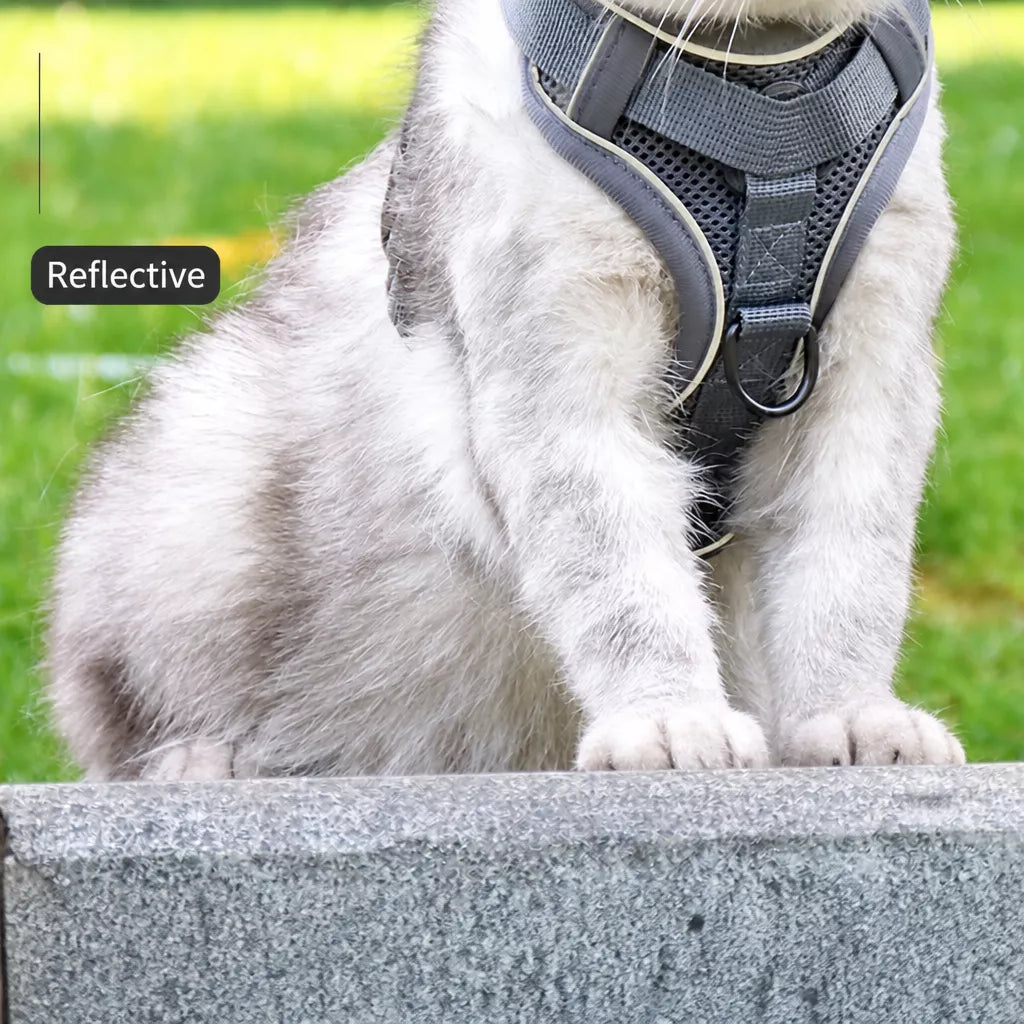 Cat Harness and Leash