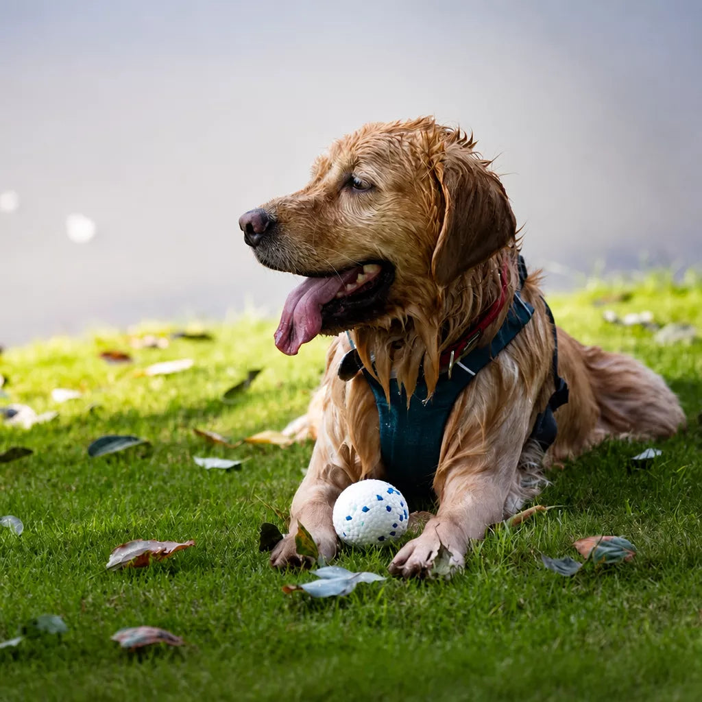 E-TPU Floating Foam Ball Toy for Small, Medium & Large Dogs