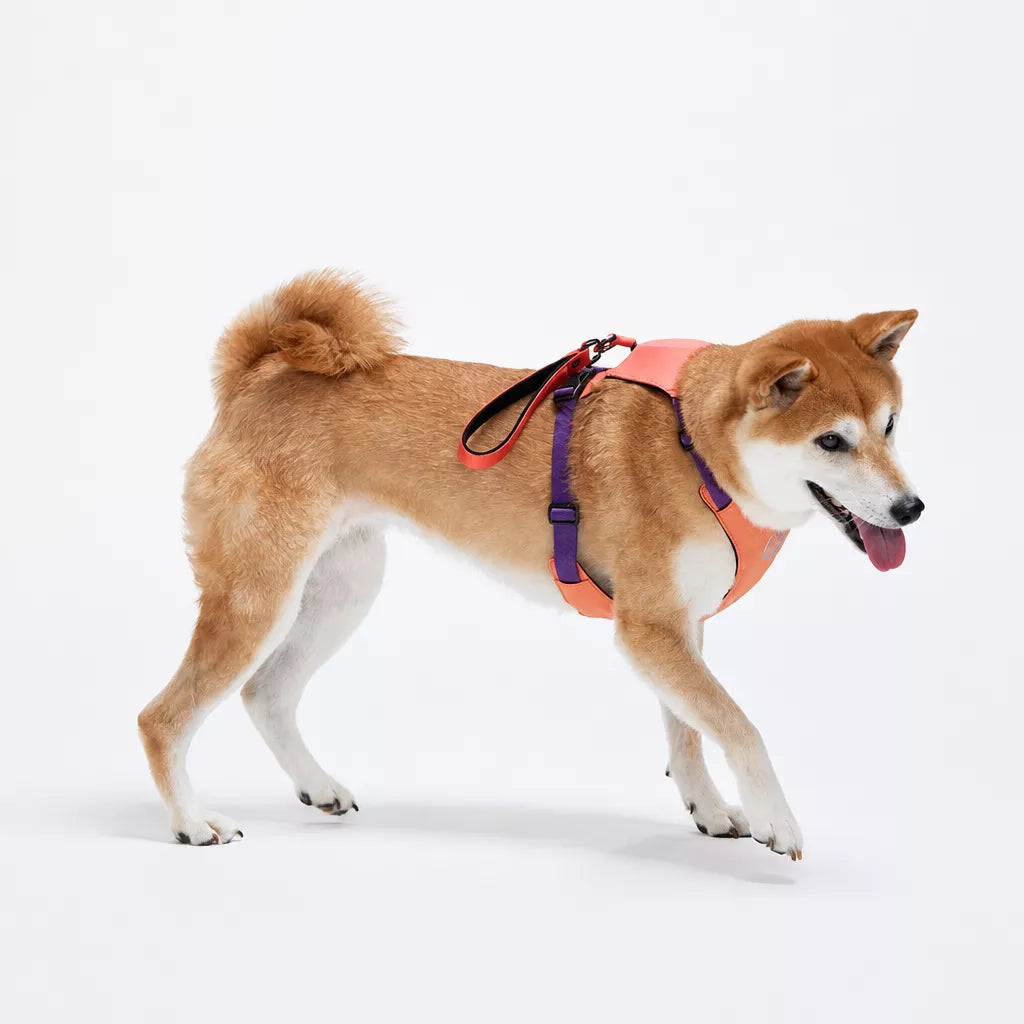 Nylon Dog Harness and Leash Set