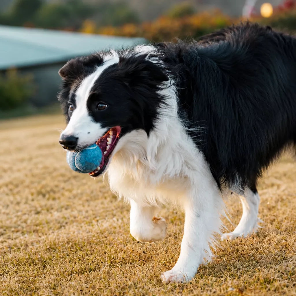 Ice Cream-Style Interactive Dog Ball with Storage Box