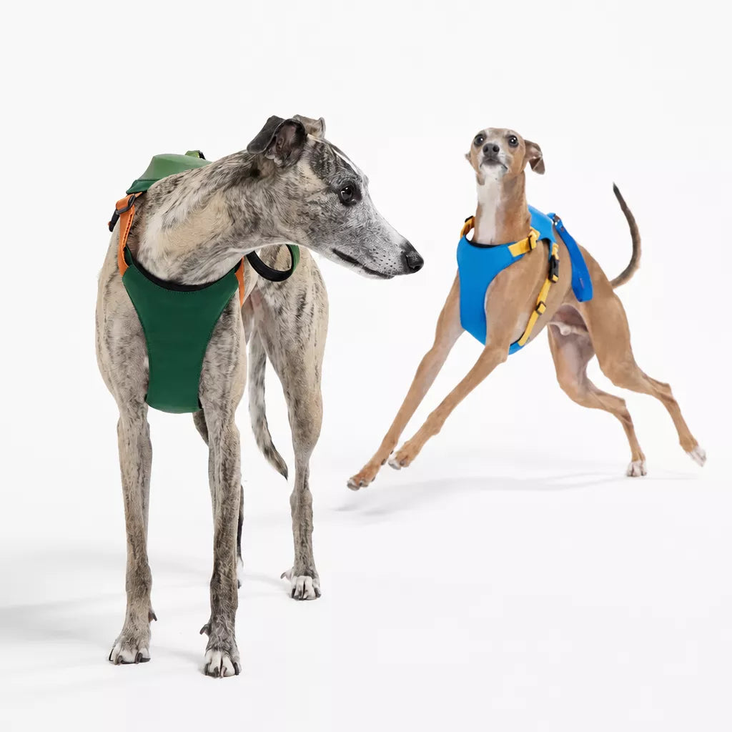 Nylon Dog Harness and Leash Set