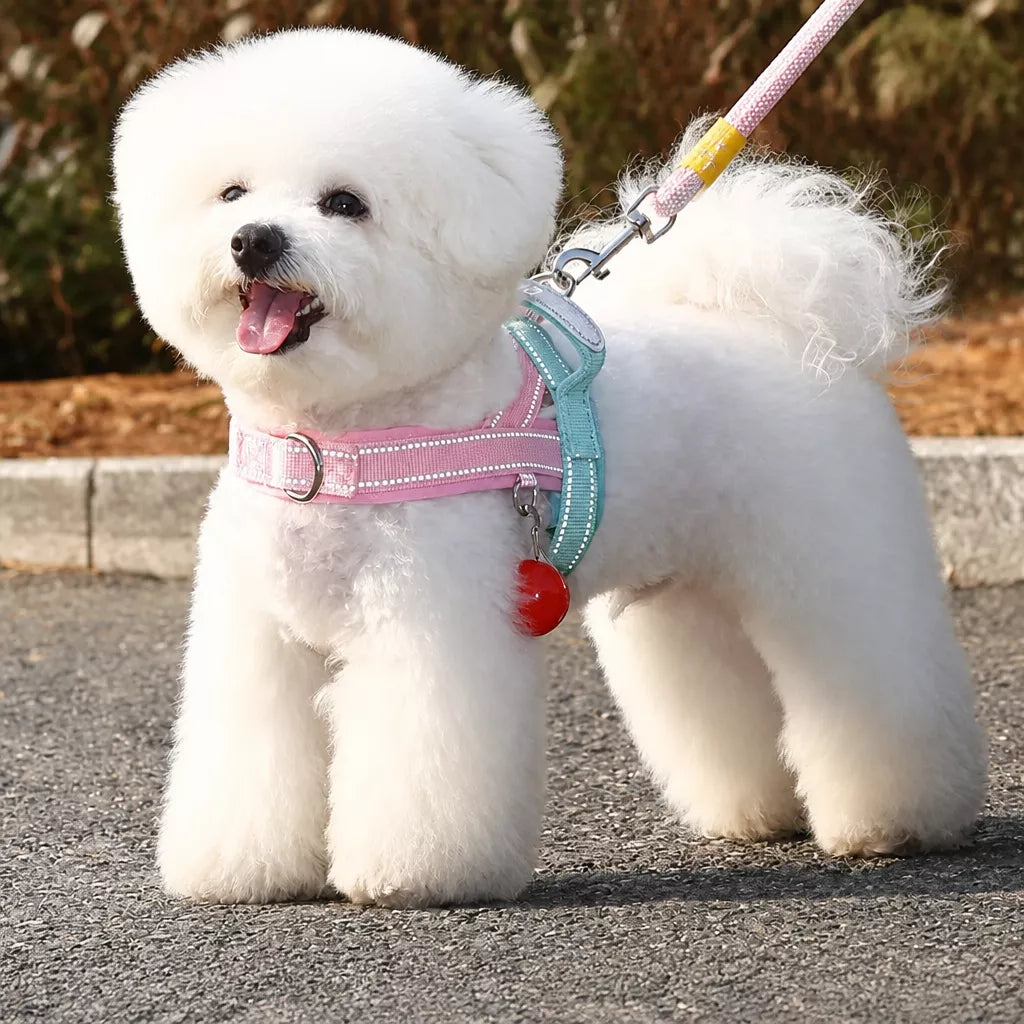 Nylon Round Dog Leash for Small to Medium Dogs