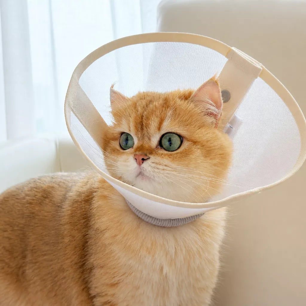Lightweight Plastic Recovery Cone for Dogs and Cats
