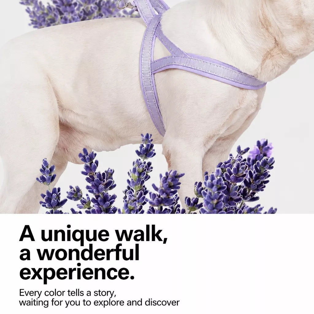 Nylon Dog Harness with Collar and Leash Set Options