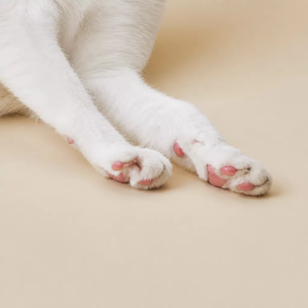 Foxtail Cat Teaser Wand Toy