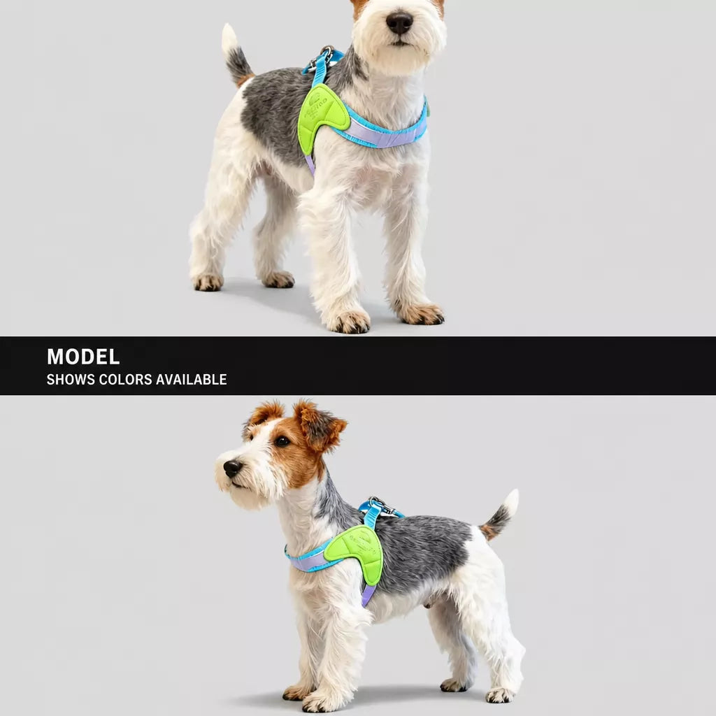 Y-Front Dog Harness with Matching Leash