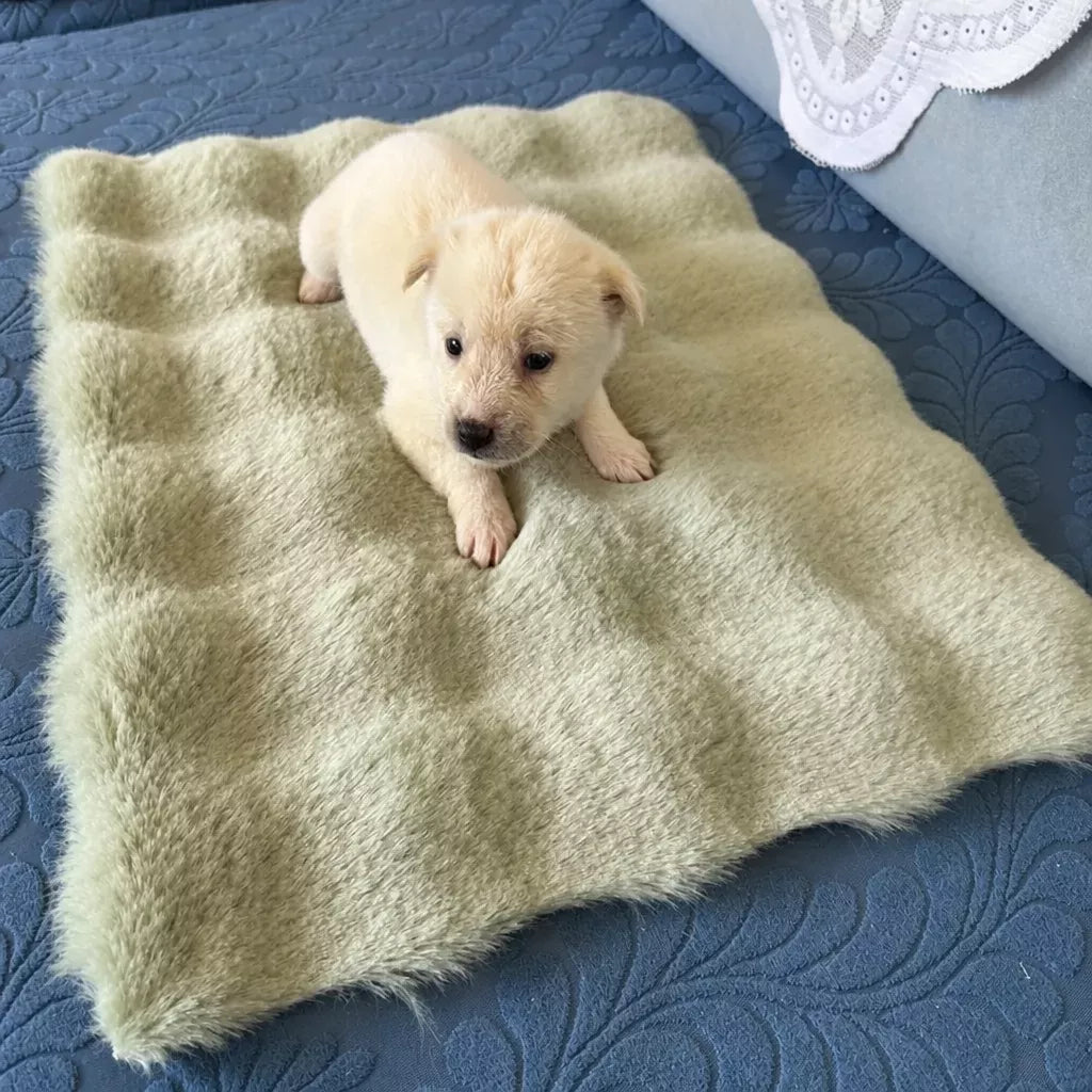 Pet Bed Mat for Cats, Dogs and Rabbits