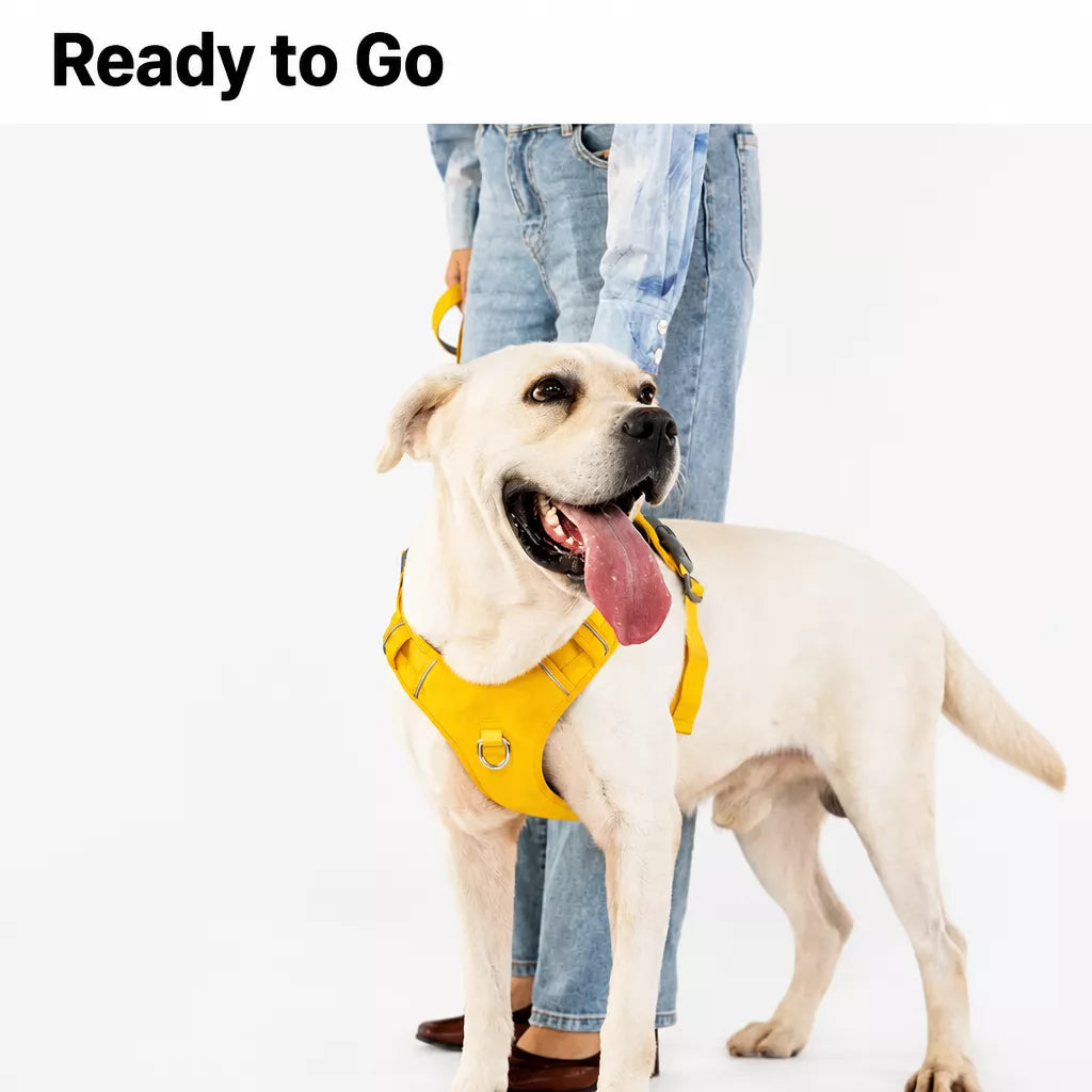 Lightweight Nylon Dog Harness and Leash Set