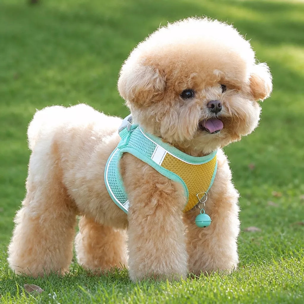 Nylon Vest Harness and Leash for Small Dogs
