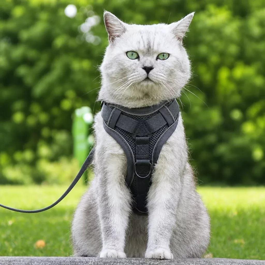 Cat Harness and Leash