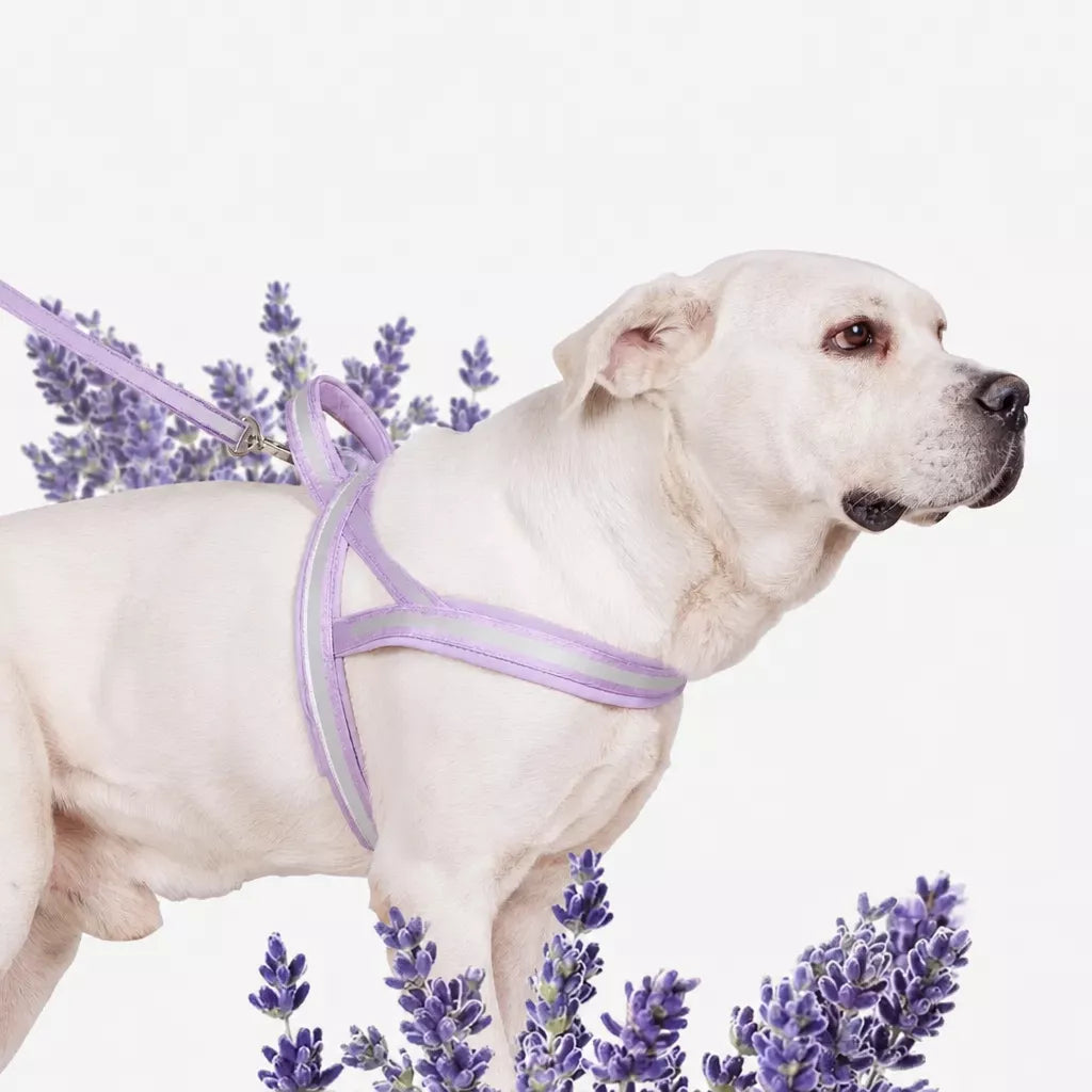 Nylon Dog Harness with Collar and Leash Set Options