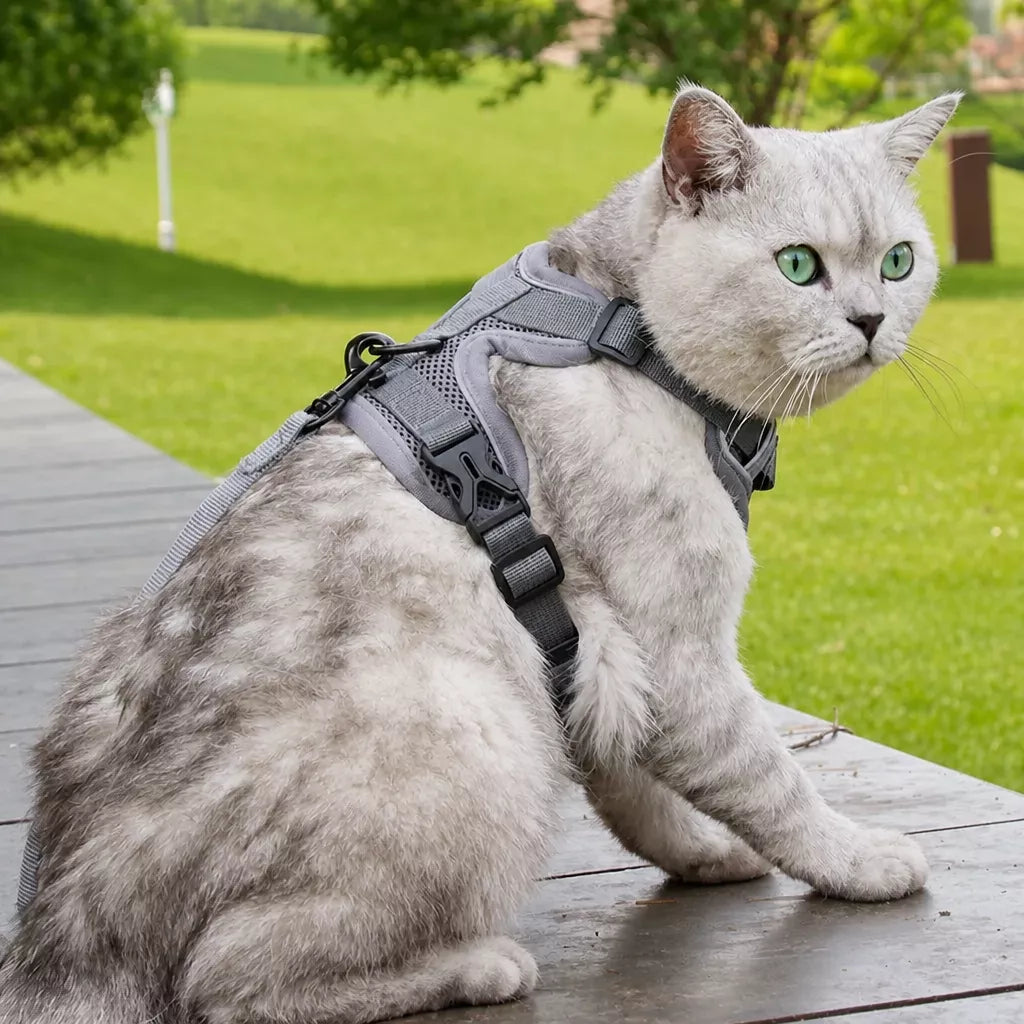 Cat Harness and Leash
