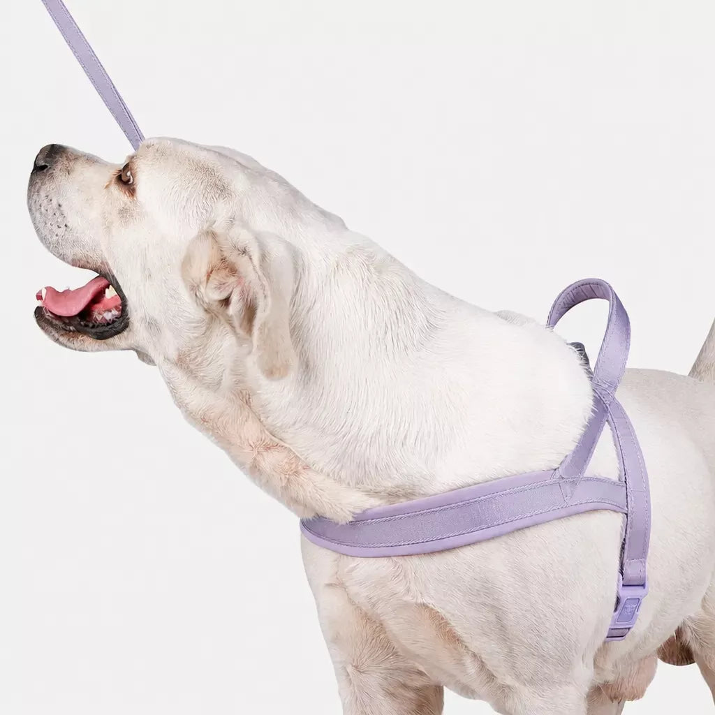 Nylon Dog Harness with Collar and Leash Set Options