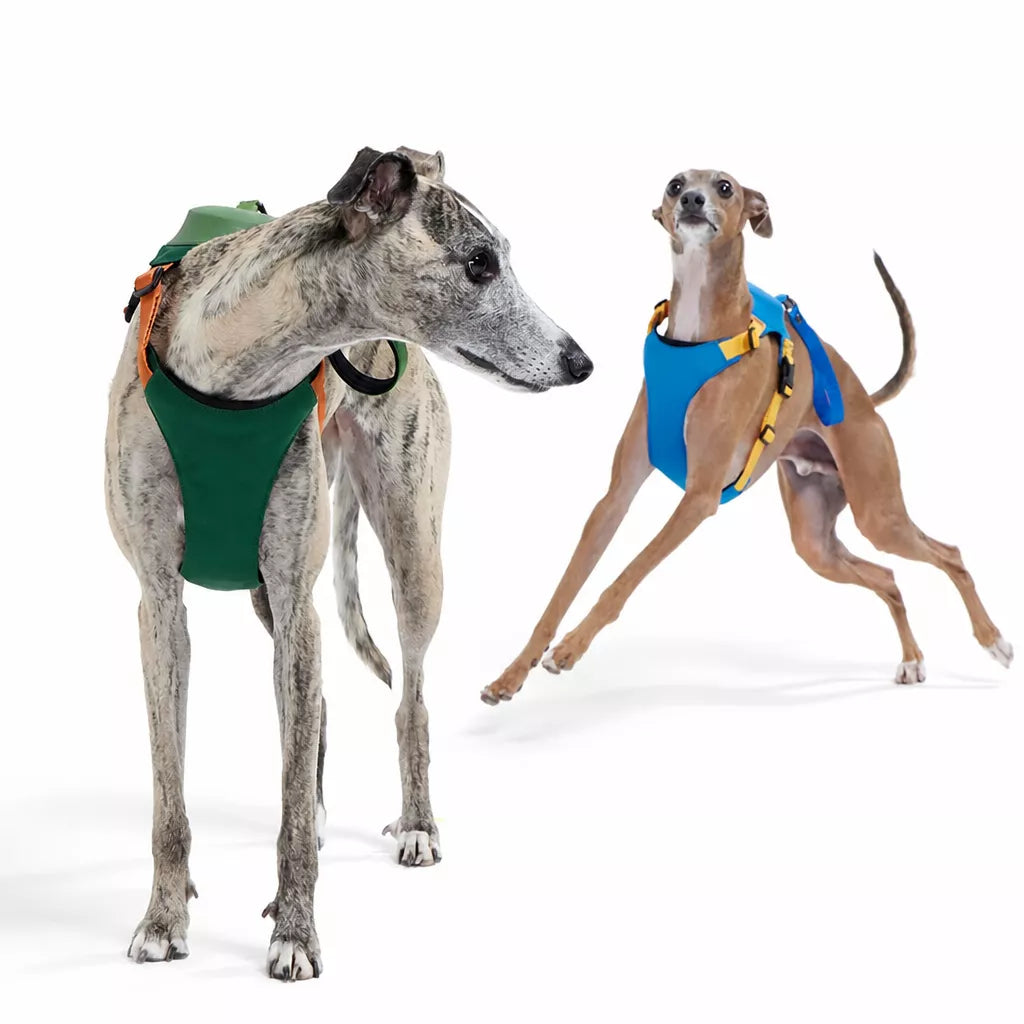Nylon Dog Harness and Leash Set
