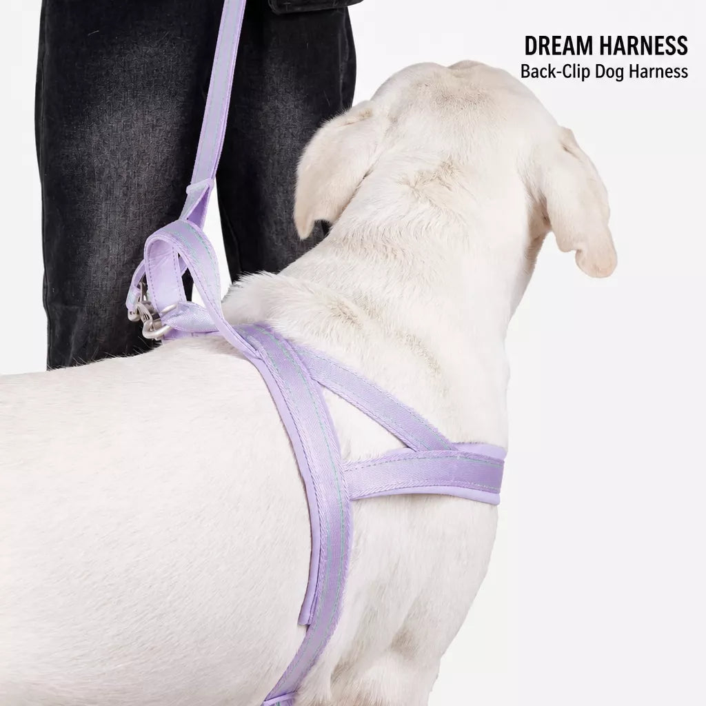 Nylon Dog Harness with Collar and Leash Set Options