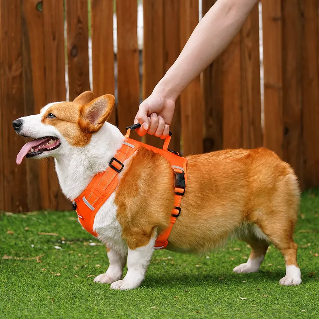 Dog Vest Harness and Leash for Everyday Walks