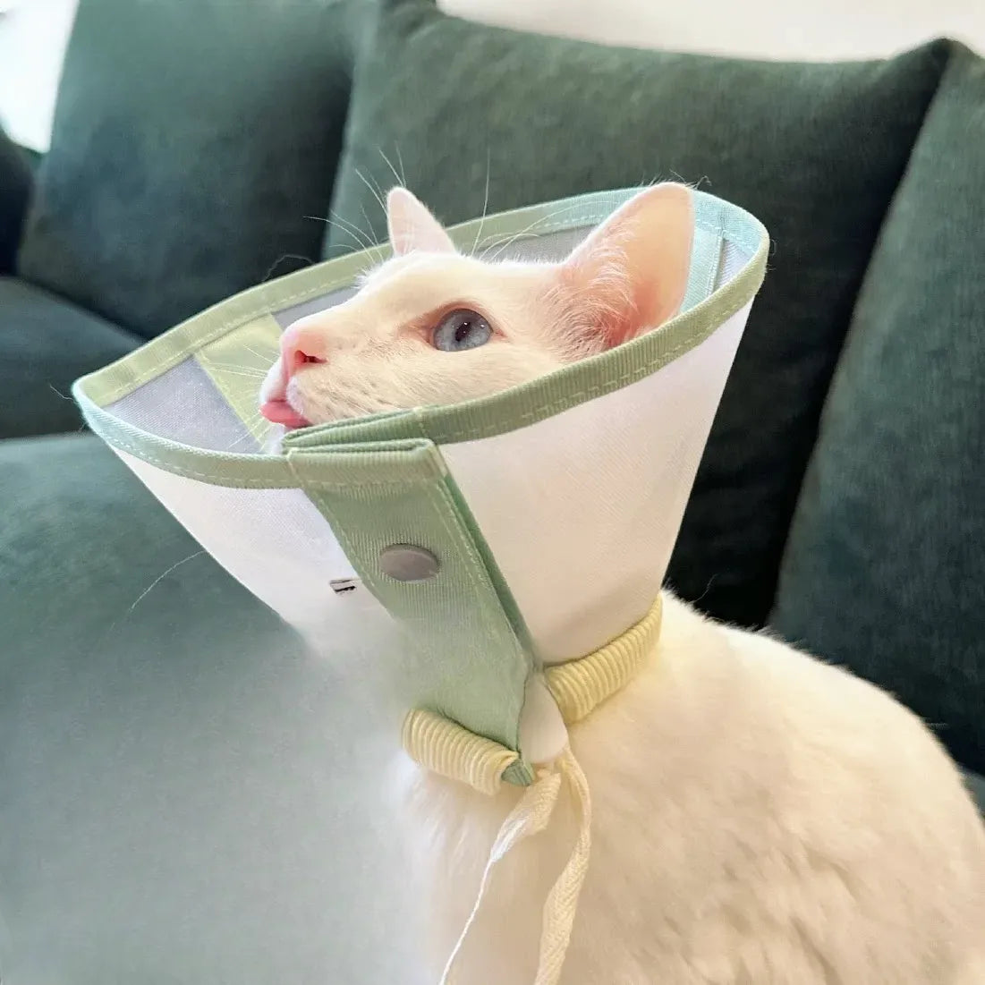 Lightweight Plastic Recovery Cone for Dogs and Cats