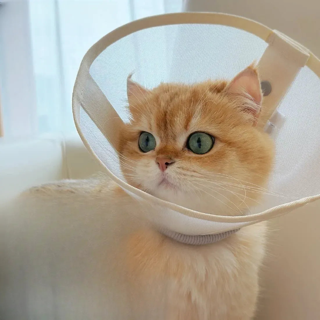 Lightweight Plastic Recovery Cone for Dogs and Cats