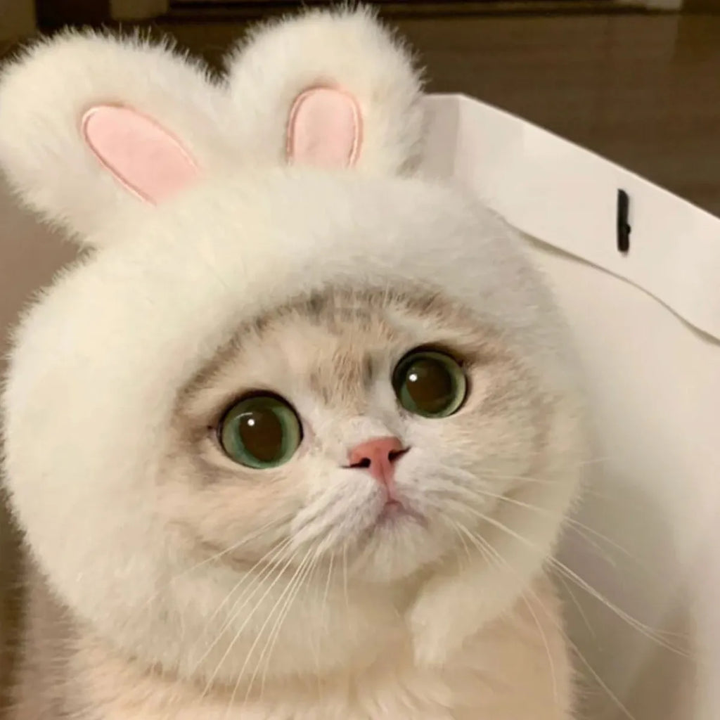 Pet Costume Hats for Dogs and Cats