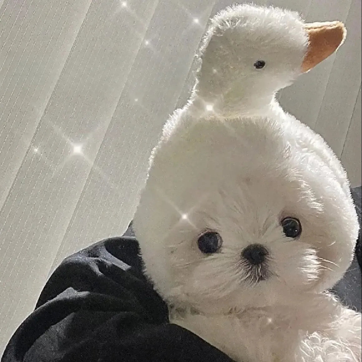 Pet Costume Hats for Dogs and Cats